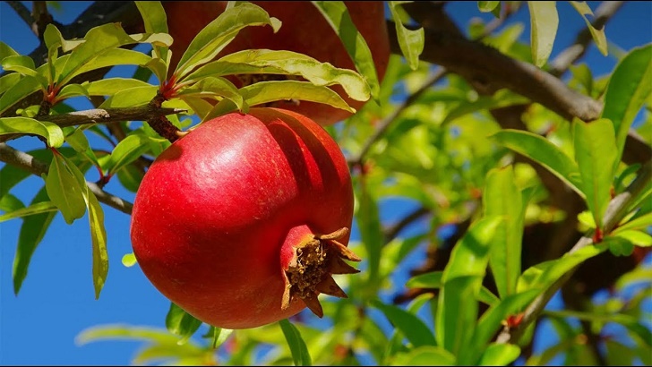 ডালিম খেলে যে উপকার হয়