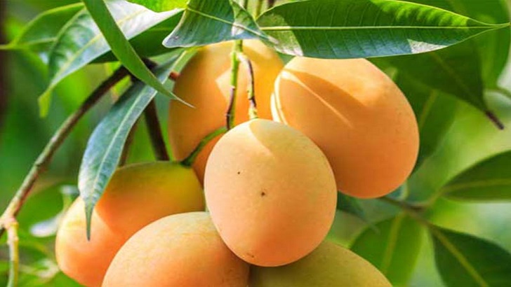 পাকা ও মিষ্টি আম